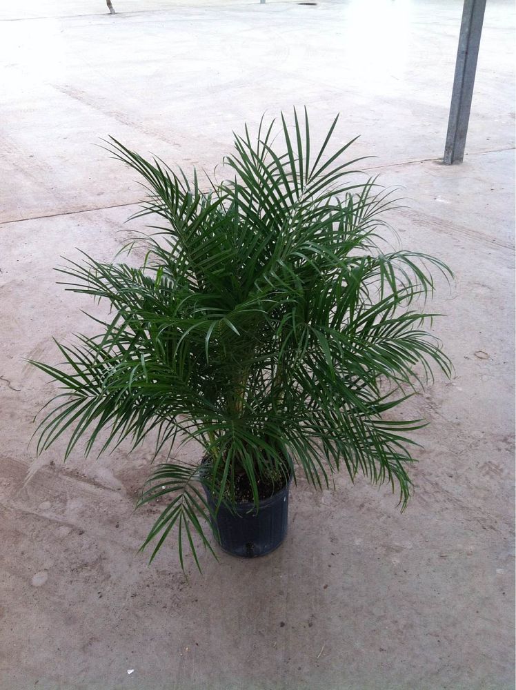 phoenix-roebelenii-pygmy-date-palm-roebelenii-palm