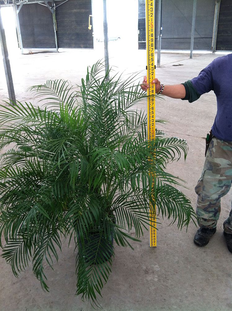 phoenix-roebelenii-pygmy-date-palm-roebelenii-palm