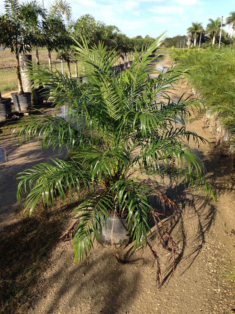phoenix-roebelenii-pygmy-date-palm-roebelenii-palm