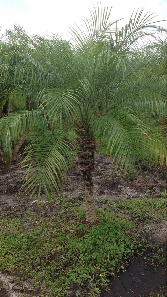 phoenix-roebelenii-pygmy-date-palm-roebelenii-palm