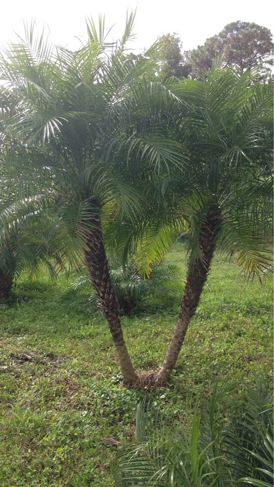 phoenix-roebelenii-pygmy-date-palm-roebelenii-palm