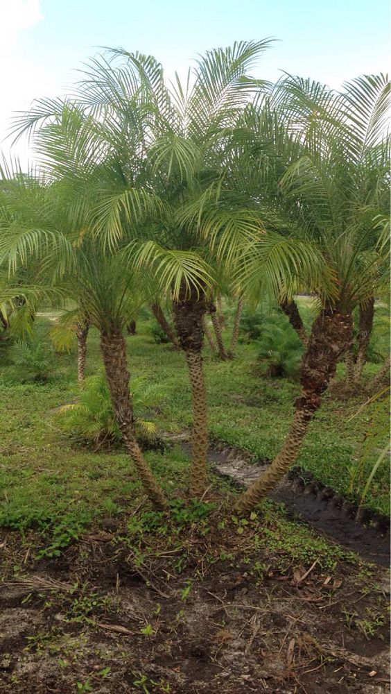 phoenix-roebelenii-pygmy-date-palm-roebelenii-palm