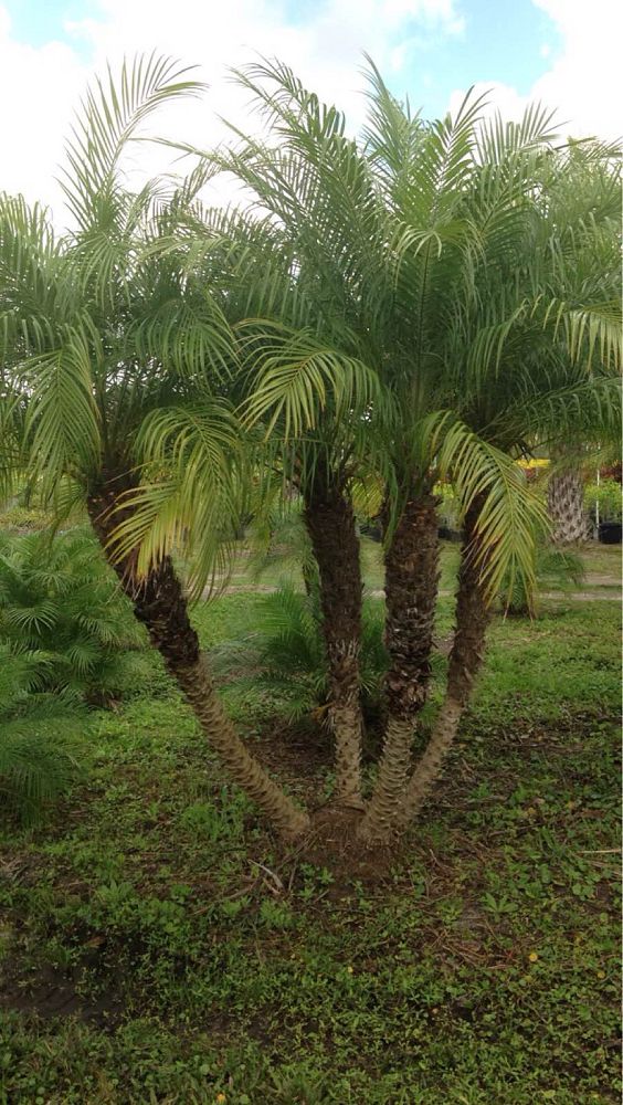 phoenix-roebelenii-pygmy-date-palm-roebelenii-palm