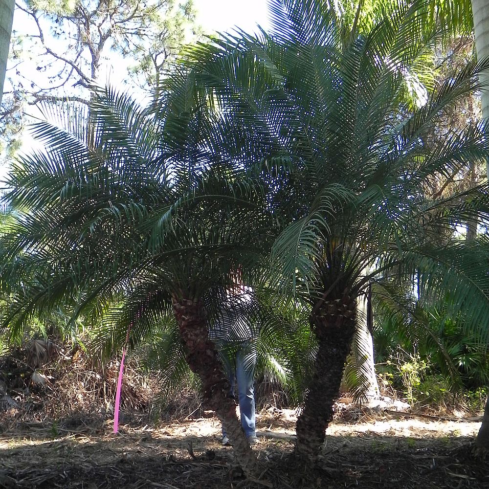 phoenix-roebelenii-pygmy-date-palm-roebelenii-palm