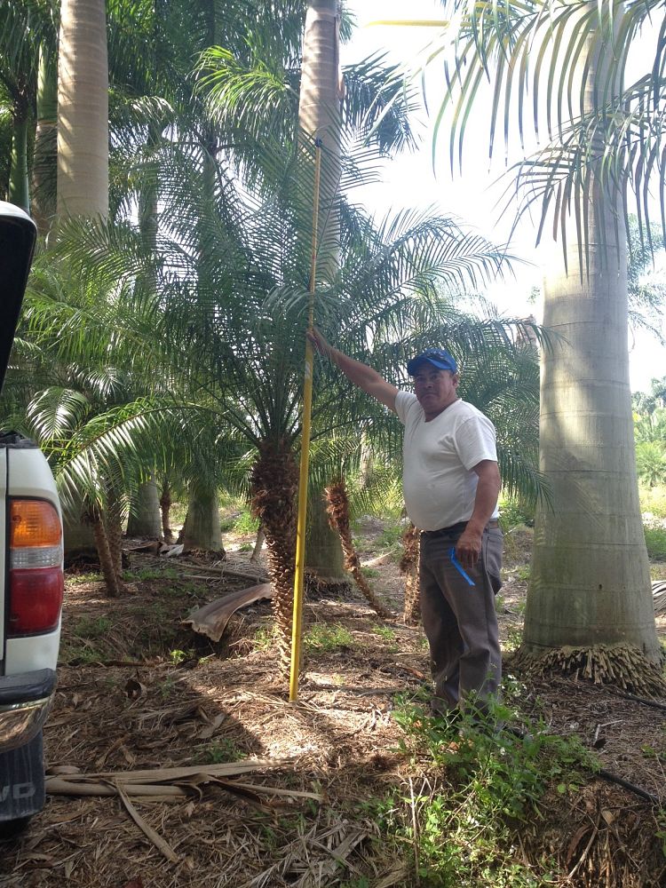 phoenix-roebelenii-pygmy-date-palm-roebelenii-palm
