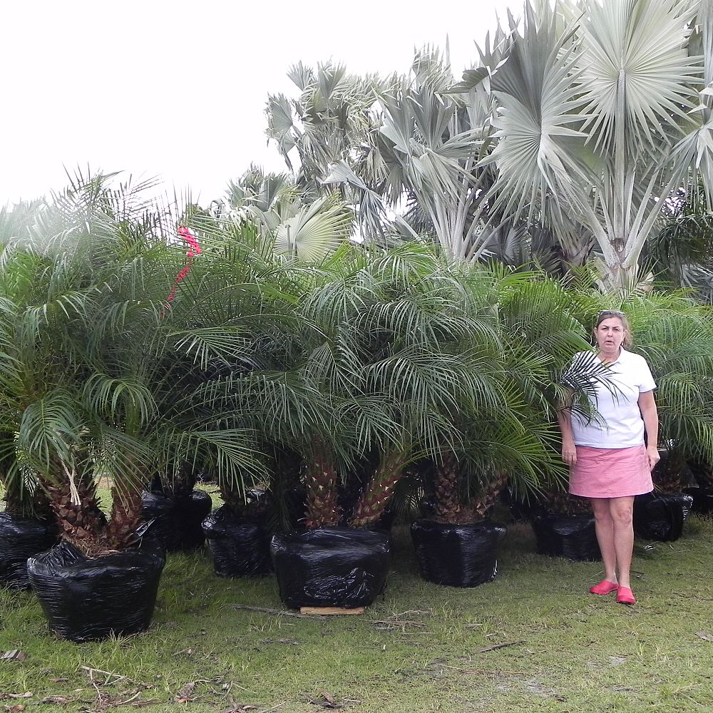 phoenix-roebelenii-pygmy-date-palm-roebelenii-palm