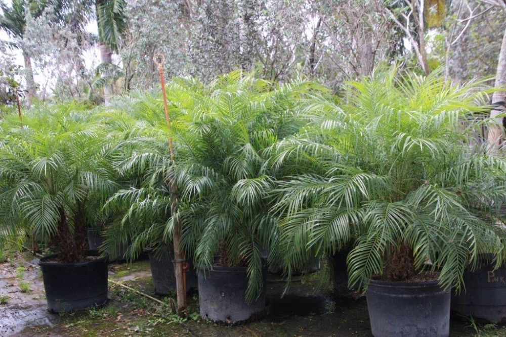 phoenix-roebelenii-pygmy-date-palm-roebelenii-palm
