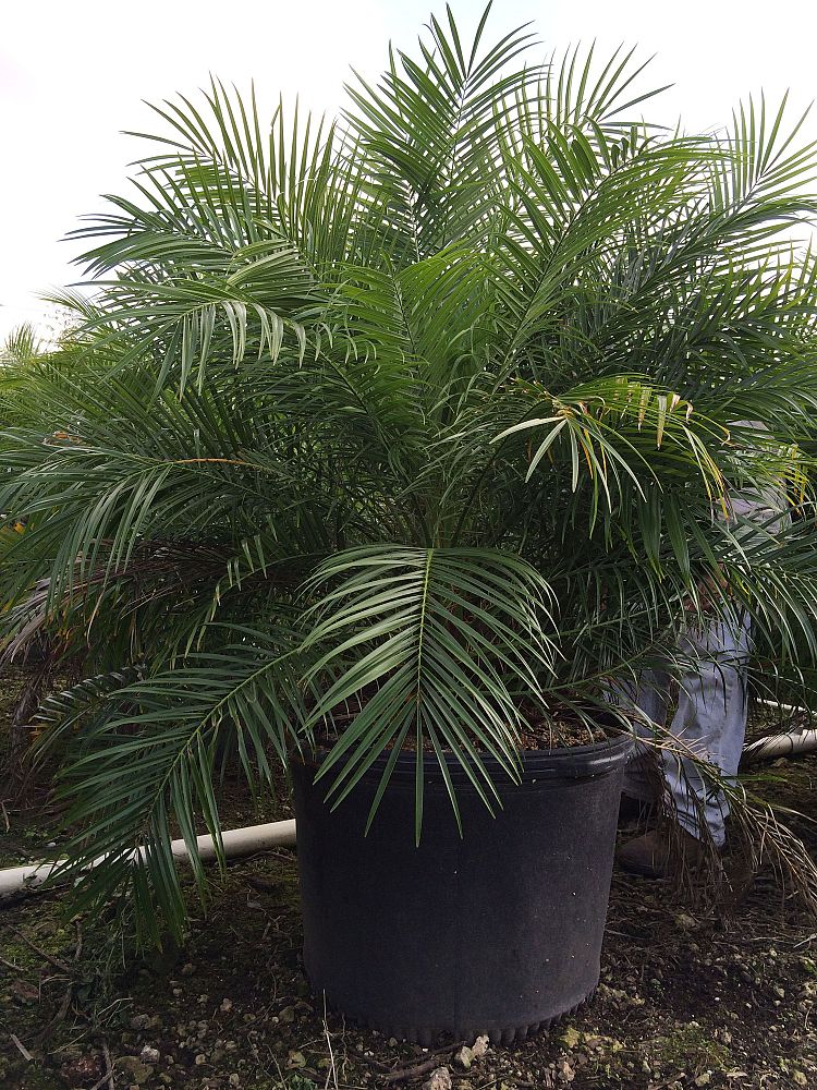 phoenix-roebelenii-pygmy-date-palm-roebelenii-palm