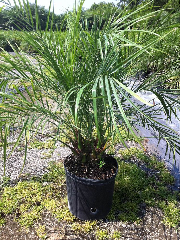phoenix-roebelenii-pygmy-date-palm-roebelenii-palm