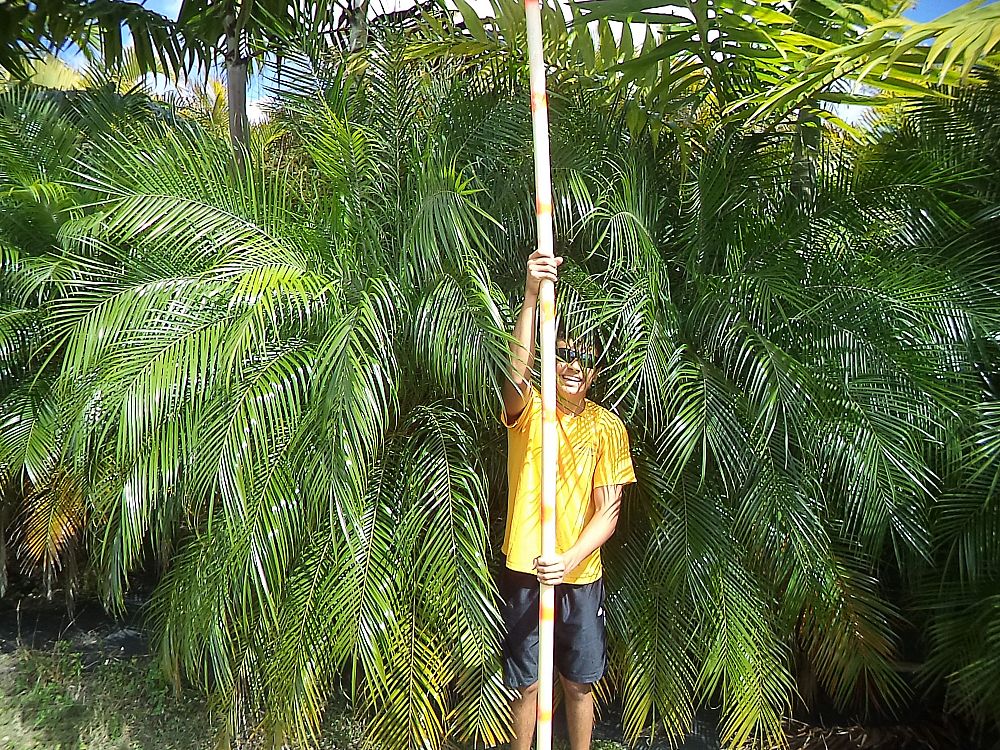 phoenix-roebelenii-pygmy-date-palm-roebelenii-palm