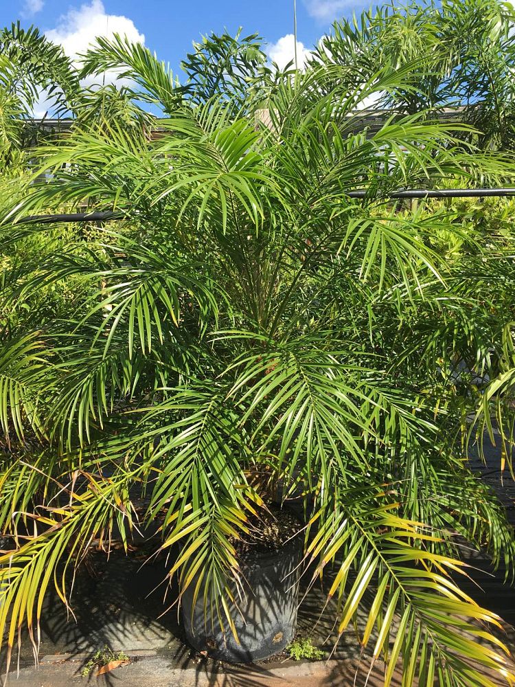 phoenix-roebelenii-pygmy-date-palm-roebelenii-palm