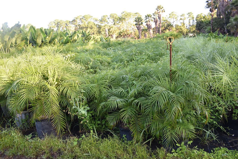 phoenix-roebelenii-pygmy-date-palm-roebelenii-palm