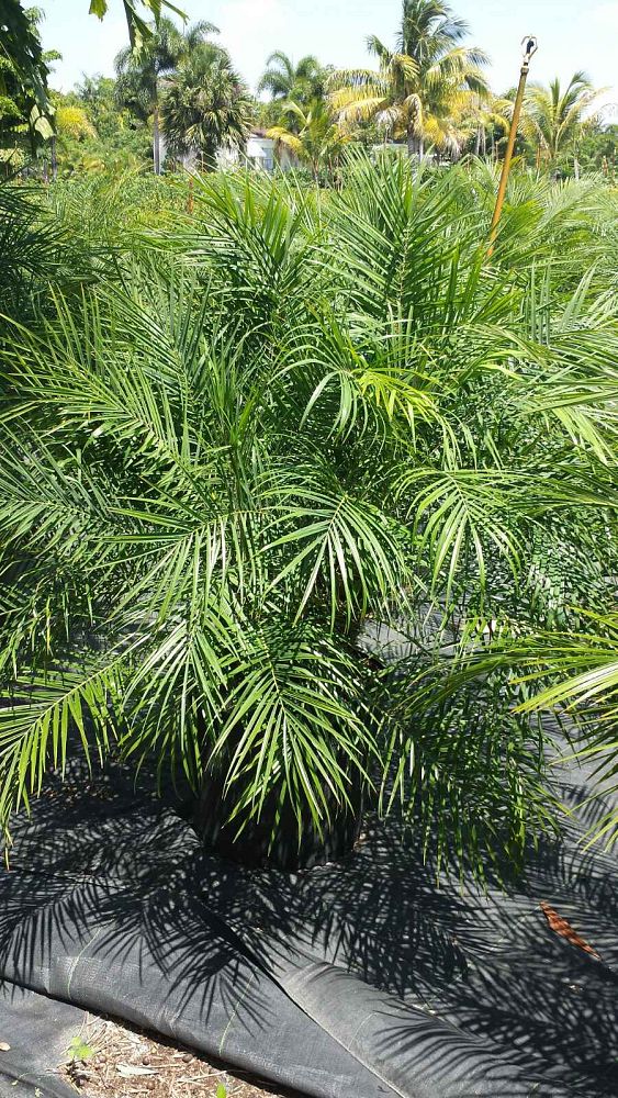 phoenix-roebelenii-pygmy-date-palm-roebelenii-palm