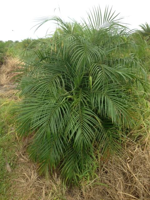 phoenix-roebelenii-pygmy-date-palm-roebelenii-palm