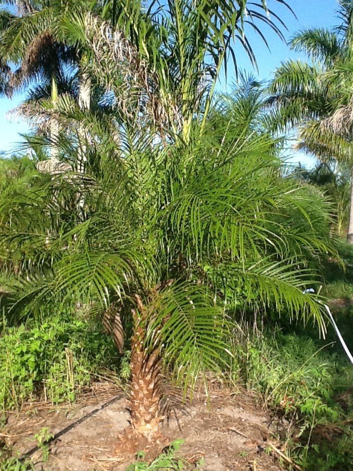 phoenix-roebelenii-pygmy-date-palm-roebelenii-palm