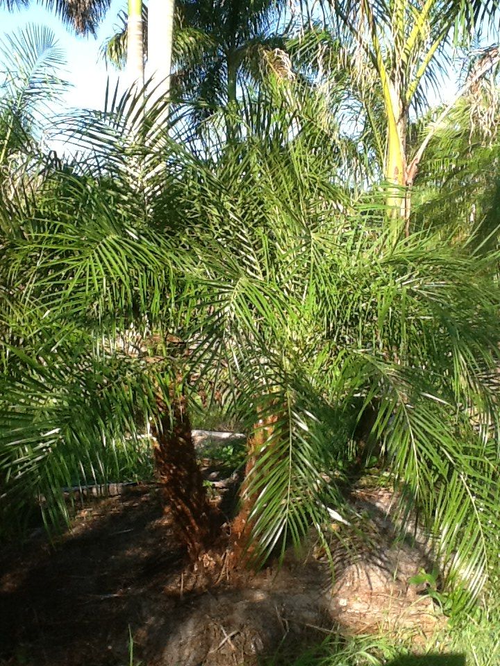 phoenix-roebelenii-pygmy-date-palm-roebelenii-palm