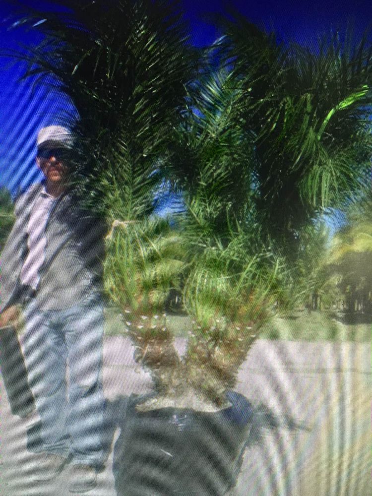 phoenix-roebelenii-pygmy-date-palm-roebelenii-palm