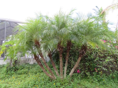 phoenix-roebelenii-pygmy-date-palm-roebelenii-palm