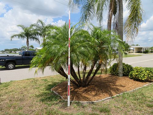 phoenix-roebelenii-pygmy-date-palm-roebelenii-palm
