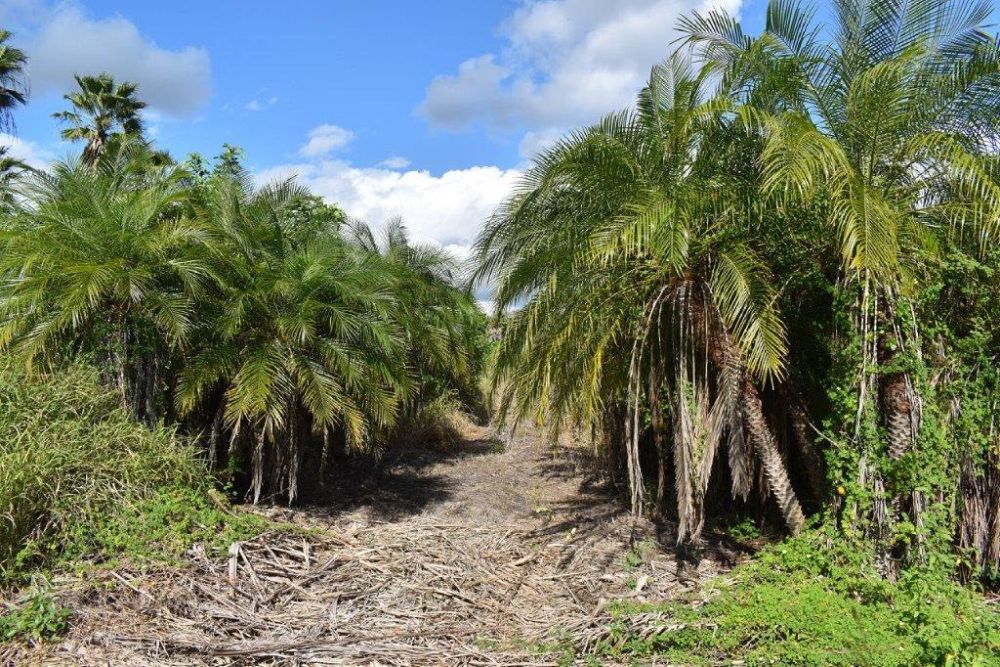 phoenix-roebelenii-pygmy-date-palm-roebelenii-palm