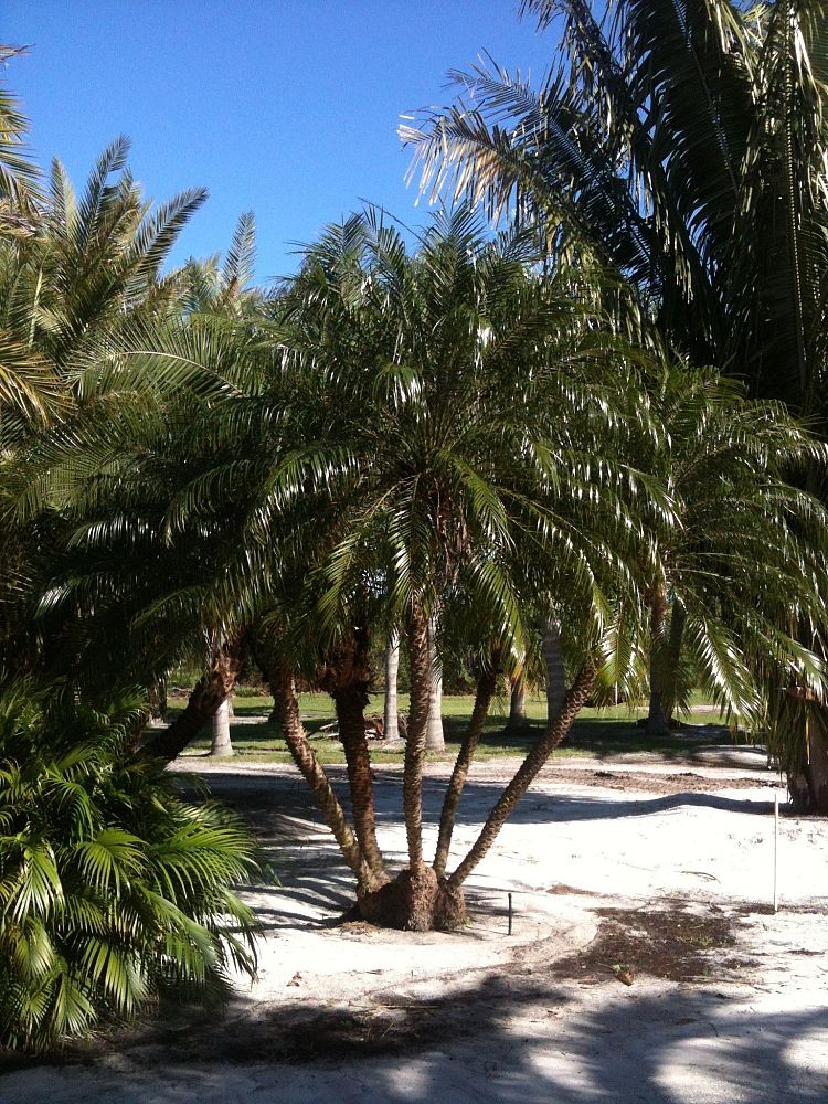phoenix-roebelenii-pygmy-date-palm-roebelenii-palm