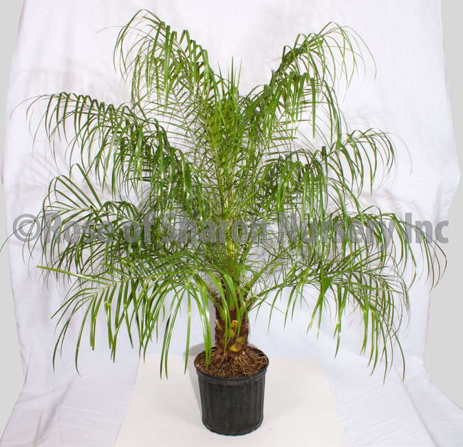 phoenix-roebelenii-pygmy-date-palm-roebelenii-palm