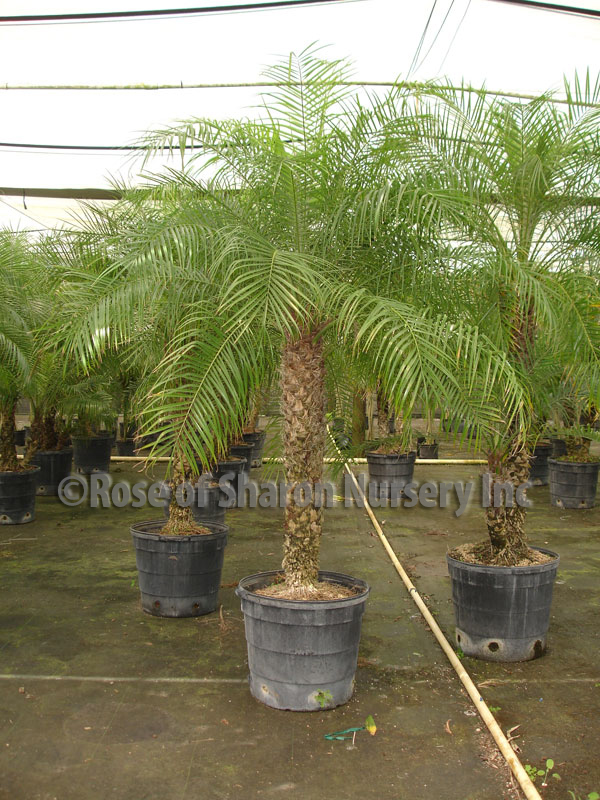 phoenix-roebelenii-pygmy-date-palm-roebelenii-palm