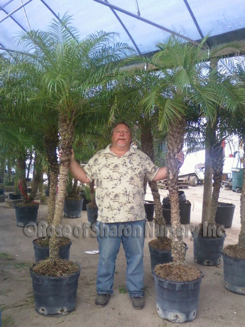 phoenix-roebelenii-pygmy-date-palm-roebelenii-palm