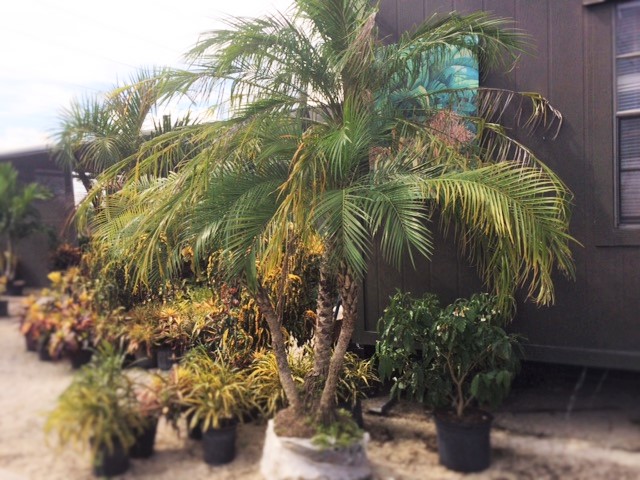 phoenix-roebelenii-pygmy-date-palm-roebelenii-palm