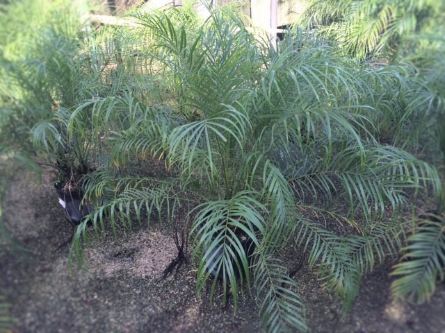 phoenix-roebelenii-pygmy-date-palm-roebelenii-palm