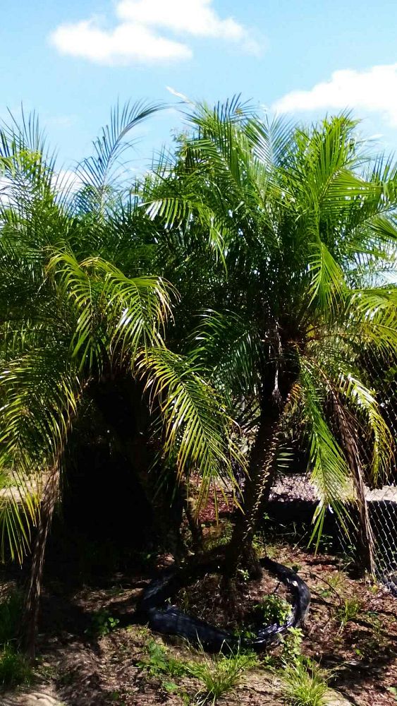 phoenix-roebelenii-pygmy-date-palm-roebelenii-palm