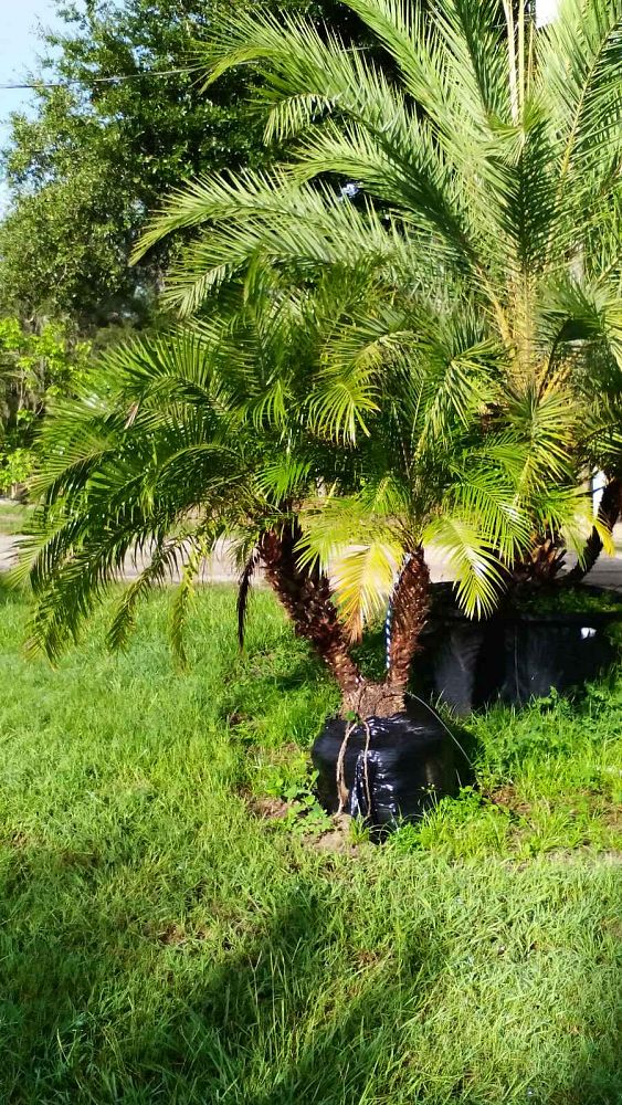 phoenix-roebelenii-pygmy-date-palm-roebelenii-palm
