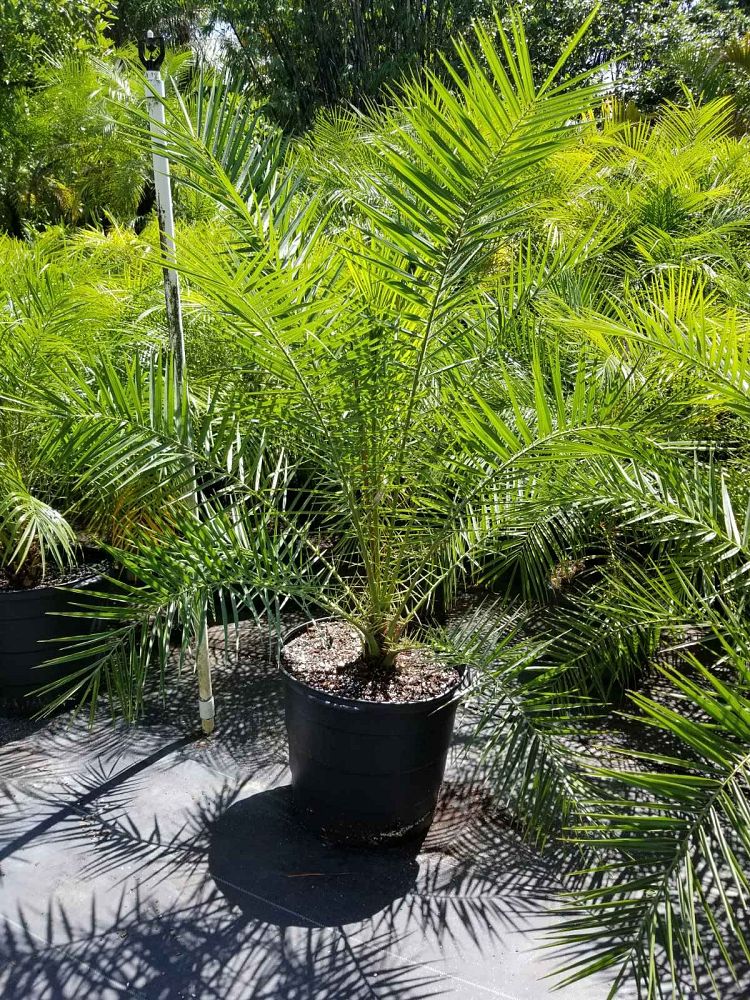 phoenix-roebelenii-pygmy-date-palm-roebelenii-palm