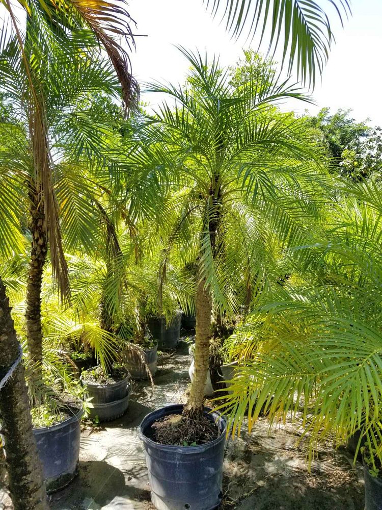 phoenix-roebelenii-pygmy-date-palm-roebelenii-palm
