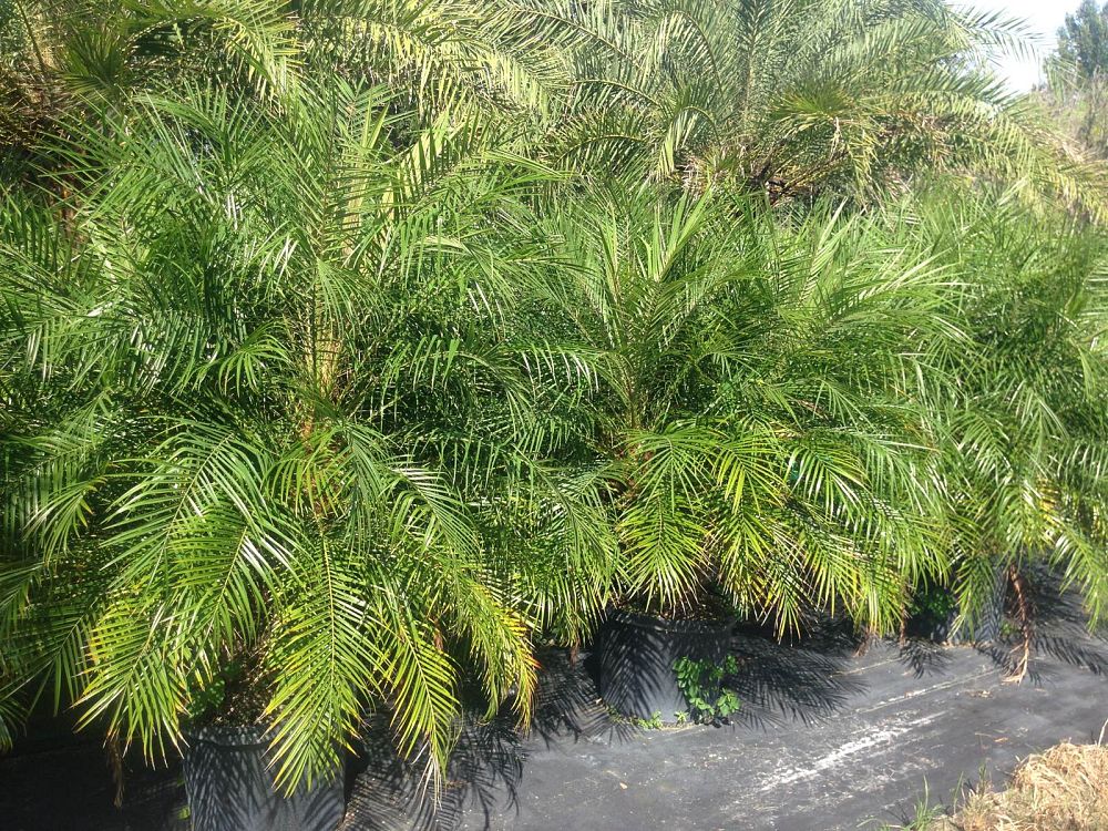 phoenix-roebelenii-pygmy-date-palm-roebelenii-palm