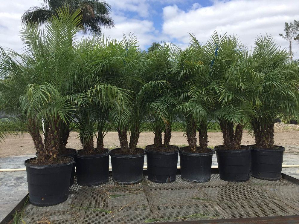 phoenix-roebelenii-pygmy-date-palm-roebelenii-palm