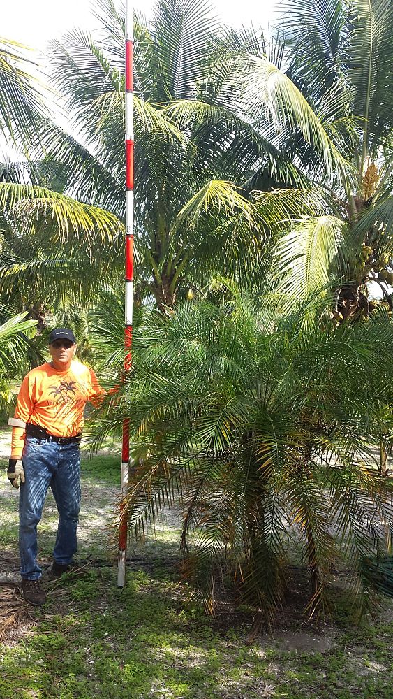 phoenix-roebelenii-pygmy-date-palm-roebelenii-palm