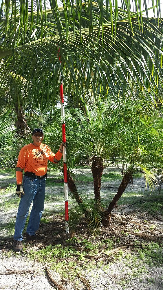 phoenix-roebelenii-pygmy-date-palm-roebelenii-palm