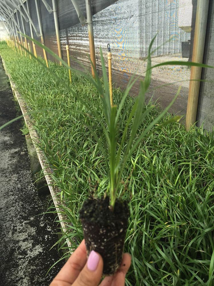 phoenix-roebelenii-pygmy-date-palm-roebelenii-palm