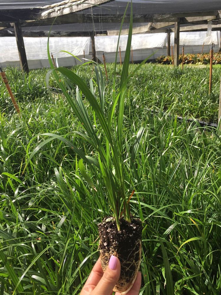 phoenix-roebelenii-pygmy-date-palm-roebelenii-palm