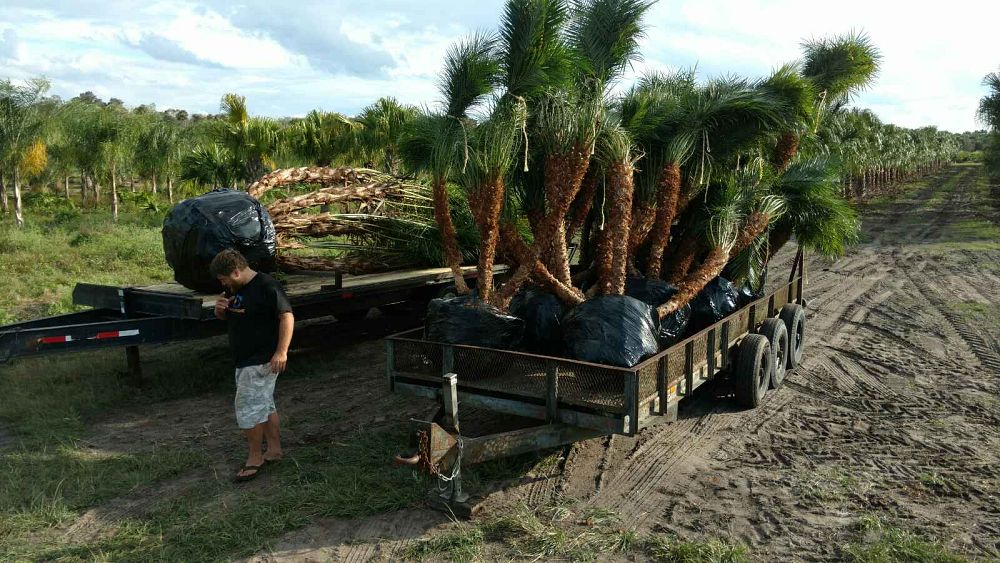 phoenix-roebelenii-pygmy-date-palm-roebelenii-palm
