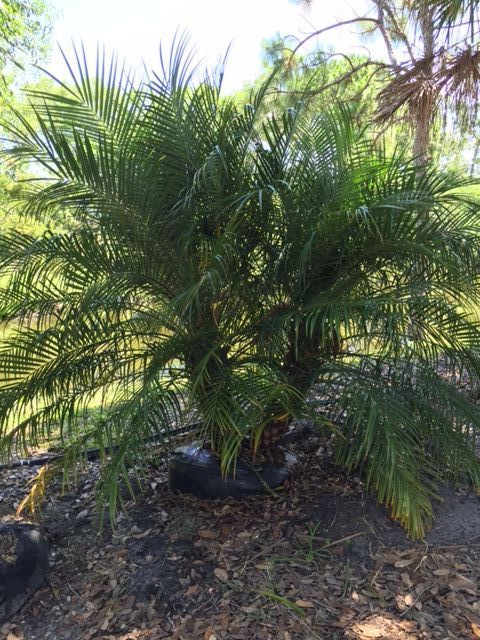 phoenix-roebelenii-pygmy-date-palm-roebelenii-palm