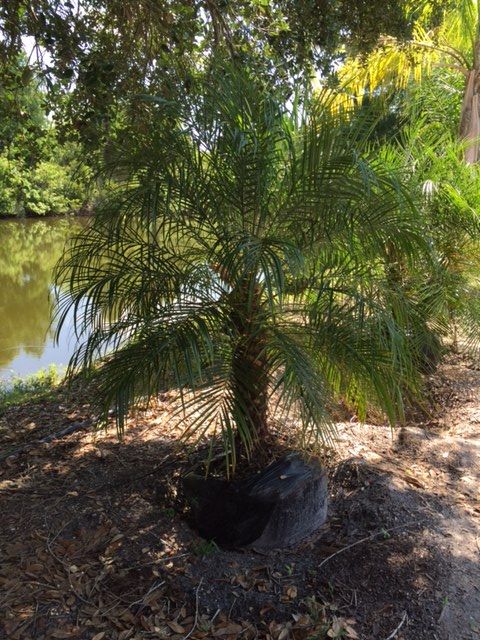 phoenix-roebelenii-pygmy-date-palm-roebelenii-palm