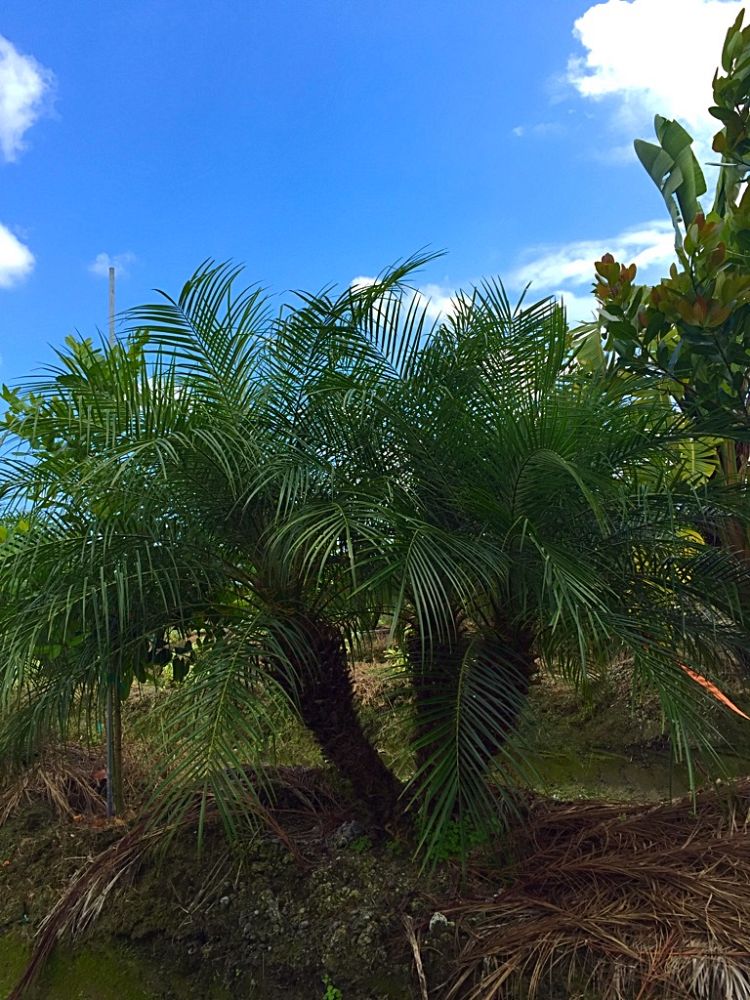 phoenix-roebelenii-pygmy-date-palm-roebelenii-palm