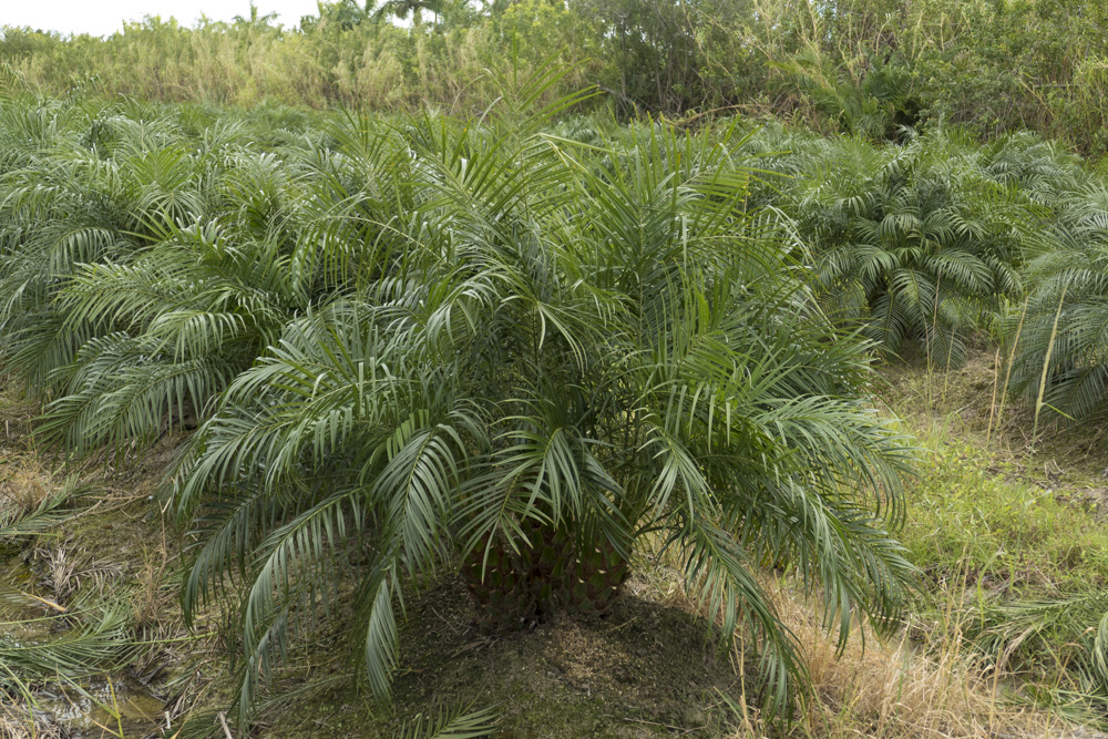 phoenix-roebelenii-pygmy-date-palm-roebelenii-palm