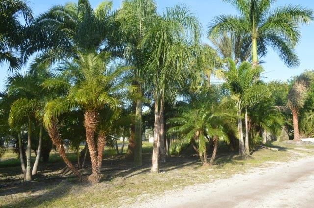 phoenix-roebelenii-pygmy-date-palm-roebelenii-palm