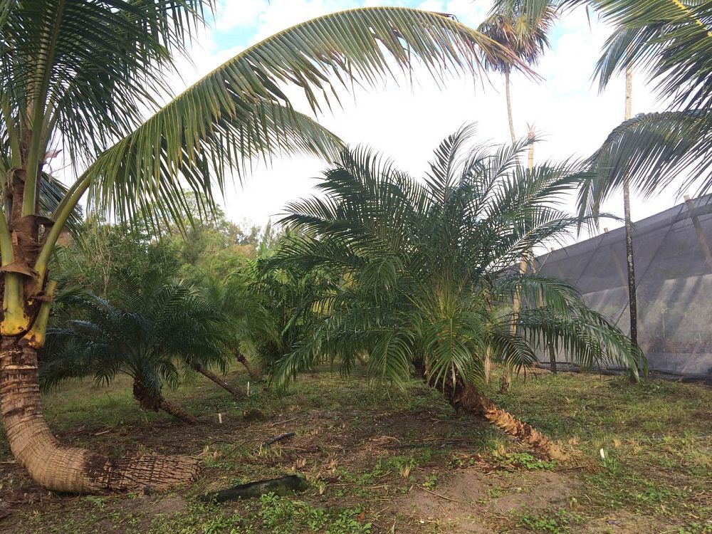 phoenix-roebelenii-pygmy-date-palm-roebelenii-palm