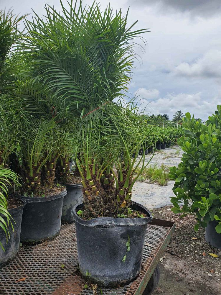 phoenix-roebelenii-pygmy-date-palm-roebelenii-palm