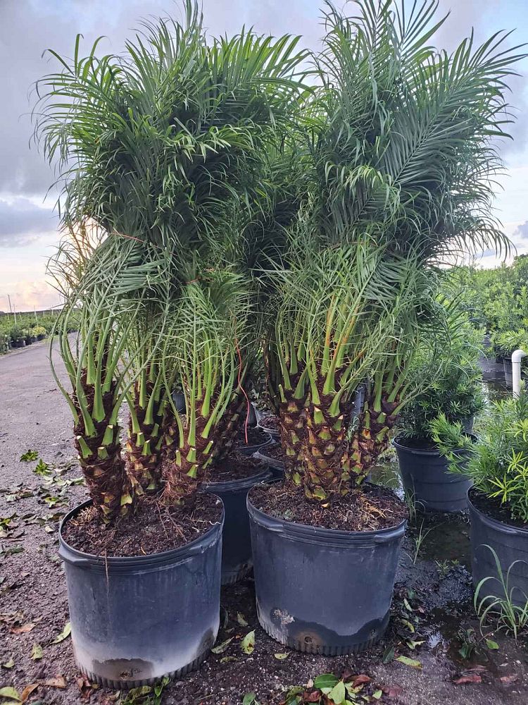 phoenix-roebelenii-pygmy-date-palm-roebelenii-palm