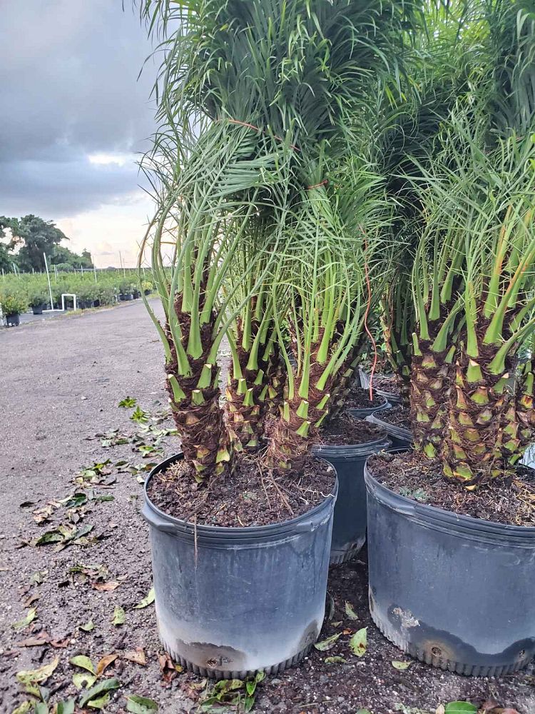 phoenix-roebelenii-pygmy-date-palm-roebelenii-palm